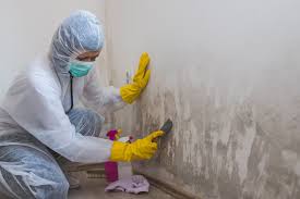 Best Residential Mold Inspection & Testing  in Elmwood, LA